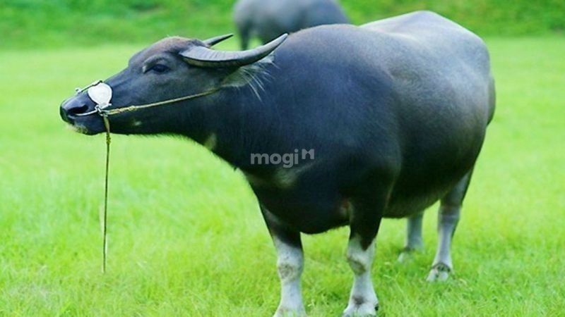 mơ bị trâu đuổi