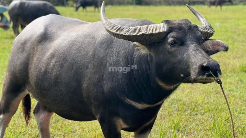 mơ thấy mình bị trâu húc
