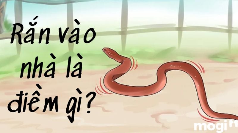 rắn vào nhà là điềm gì