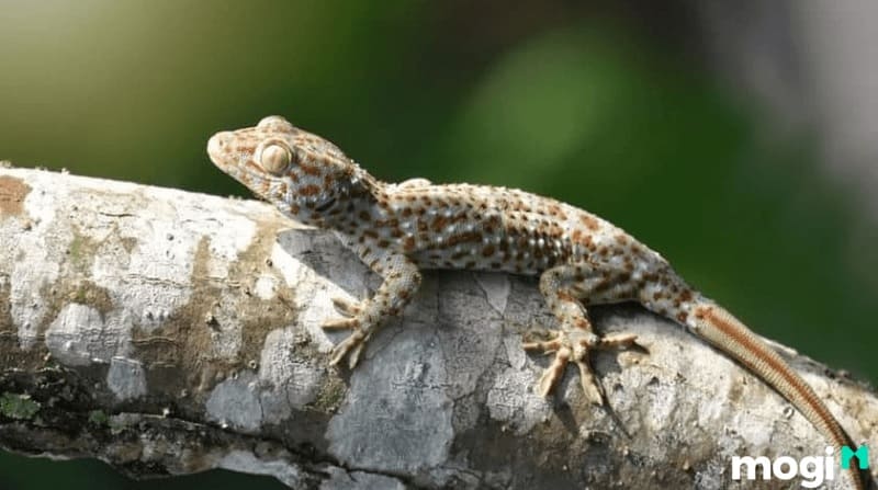 Tắc kè kêu 7 tiếng là điềm báo hên hay xui trong phong thủy? 2 Tiếng tắc kè mang đến sự sợ hãi hoặc lo lắng, nhất là buổi tối.