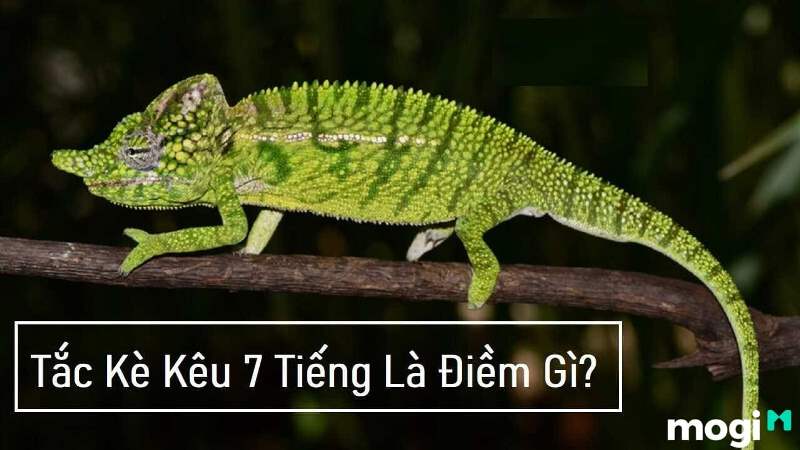 Tắc kè kêu 7 tiếng là điềm báo hên hay xui trong phong thủy? 3 Tắc kè kêu 7 tiếng là điềm báo bạn cần phải thay đổi mình.