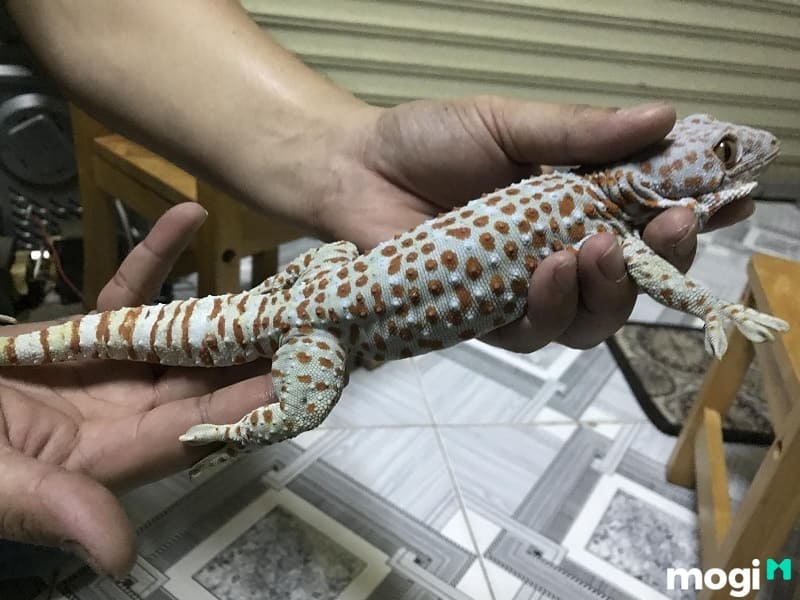 Tắc kè kêu 7 tiếng là điềm báo hên hay xui trong phong thủy? 9 Tắc kè kêu 7 tiếng cũng đều gắn với những con số may mắn kèm theo.