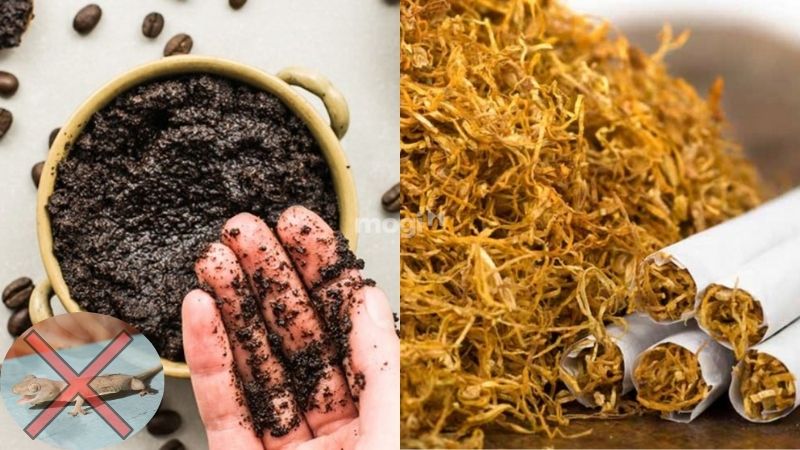 Thằn lằn vào nhà là điềm tốt hay xấu? Luận giải chi tiết và con số may mắn 8 Kết hợp bã cafe và thuốc lá là giải pháp hữu hiệu triệt thằn lằn trong nhà
