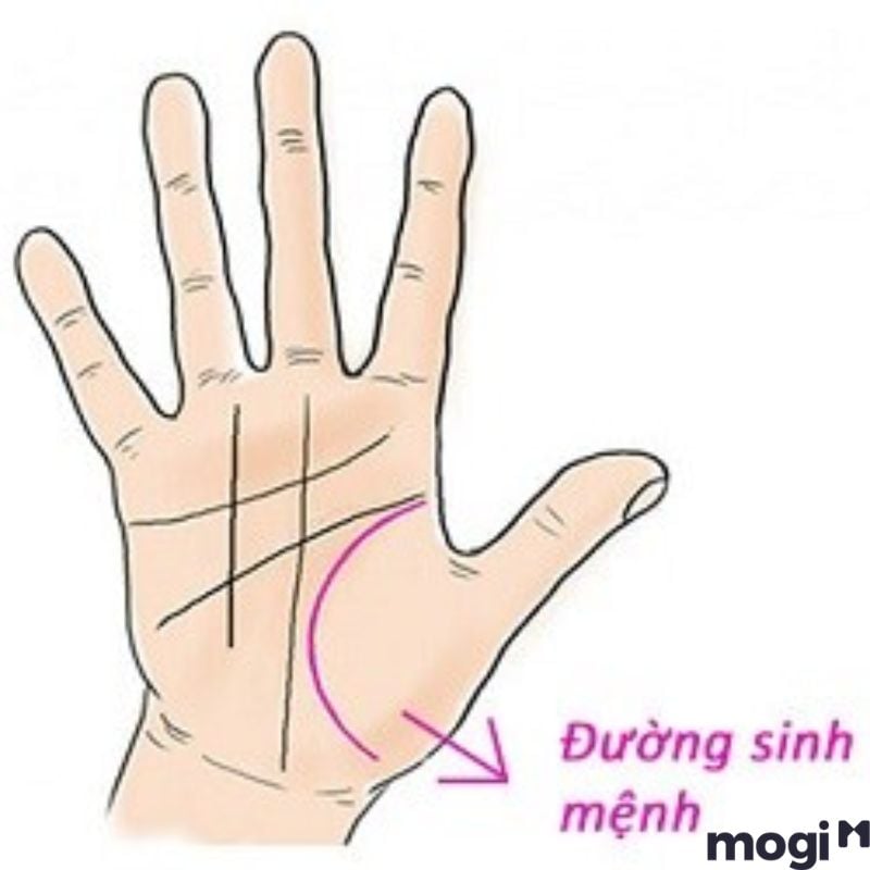 Cách Xem Chỉ Tay Tại Nhà Cực Đơn Giản, Chính Xác Và Hiệu Quả 3 Đường sinh mệnh (Đường sinh đạo)
