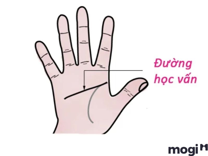 Cách Xem Chỉ Tay Tại Nhà Cực Đơn Giản, Chính Xác Và Hiệu Quả 4 Đường trí đạo (Đường học vấn)