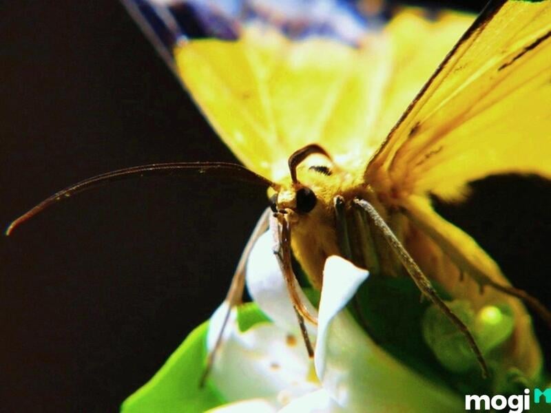 Giải mã điềm báo bướm vàng bay vào nhà là điềm lành hay điềm dữ 17 Có nên đuổi khi bướm bay vào nhà không