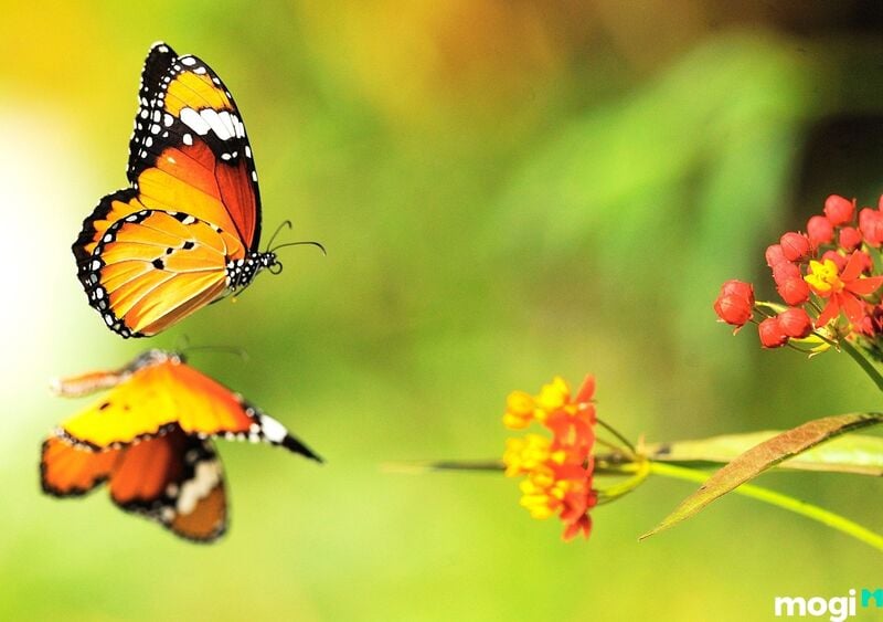 Giải mã điềm báo bướm vàng bay vào nhà là điềm lành hay điềm dữ 3 Bươm bướm theo quan niệm của một số quốc gia