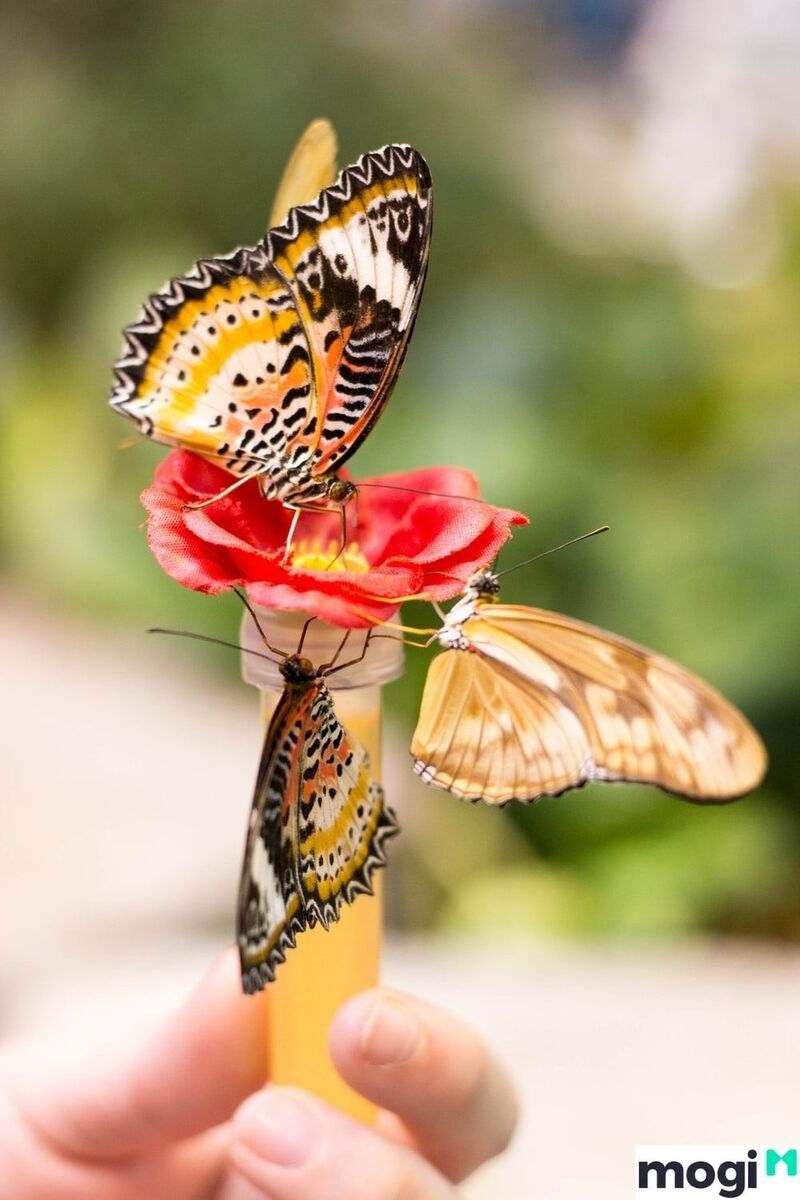 Giải mã điềm báo bướm vàng bay vào nhà là điềm lành hay điềm dữ 4 Loài bướm với ý nghĩa đặc biệt