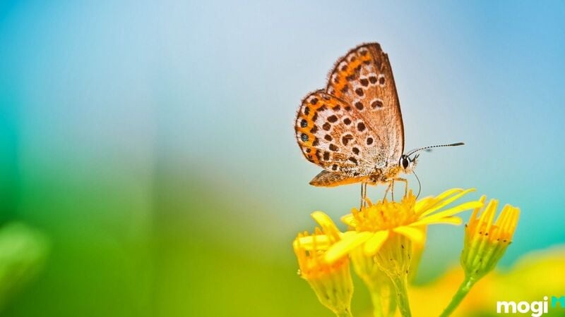Giải mã điềm báo bướm vàng bay vào nhà là điềm lành hay điềm dữ 7 Điềm báo của bướm bay vào nhà rồi chết