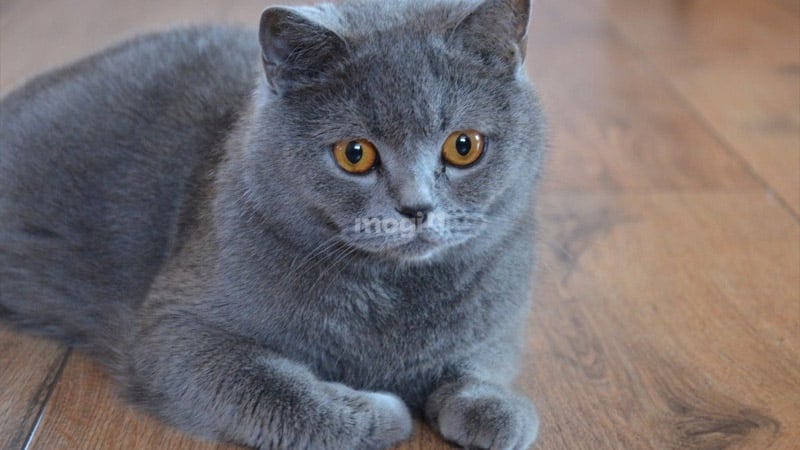 Điềm báo mèo xám tro vào nhà