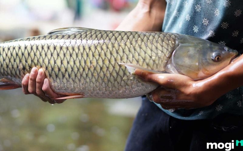 Mơ thấy bắt cá trắm