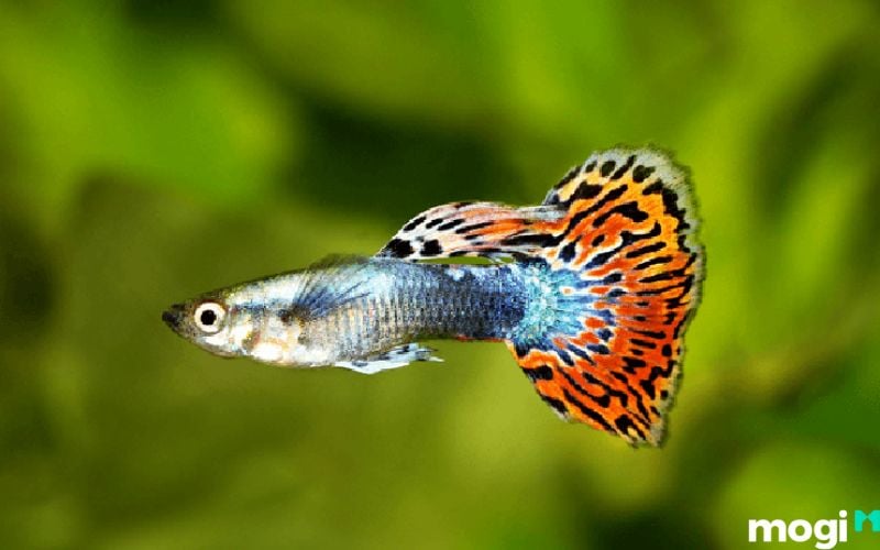 Mơ thấy bắt cá bảy màu