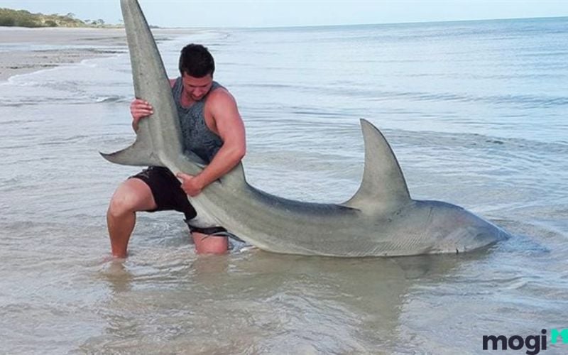 Mơ thấy bắt cá mập