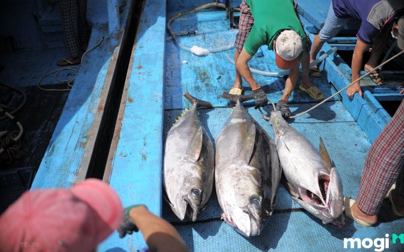 Mơ thấy bắt cá ở biển