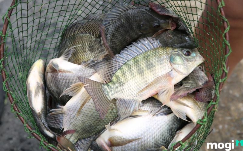 Mơ thấy bắt được nhiều cá