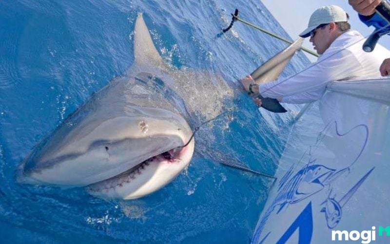 Mơ thấy bắt cá là điềm lành hay dữ