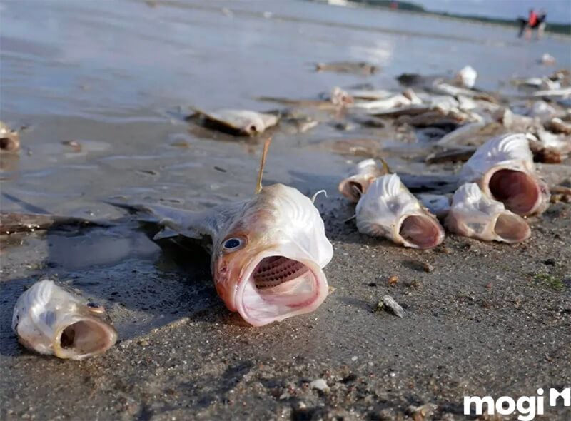 mơ thấy bắt cá chết