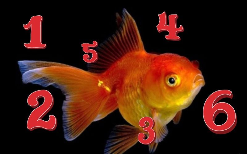 Con số liên quan đến giấc mơ thấy bắt cá