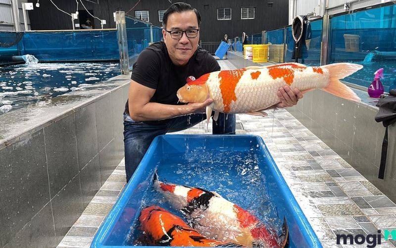 Mơ thấy bắt cá koi