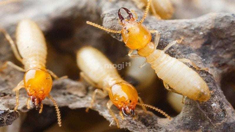 Lý giải chi tiết thấy mối bay vào nhà theo khoa học