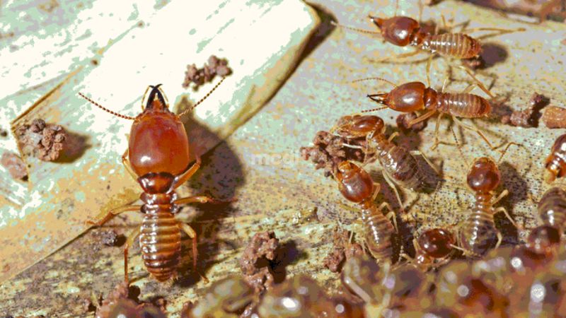 Lý giải chi tiết thấy mối bay vào nhà theo khoa học