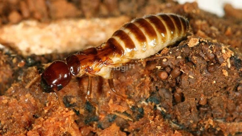 Mối bay vào nhà và những con số may mắn liên quan