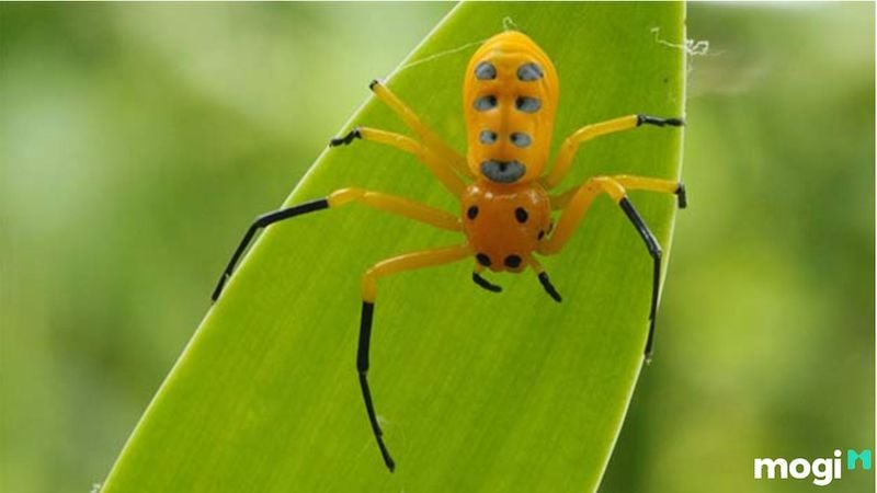 nhện bò vào nhà