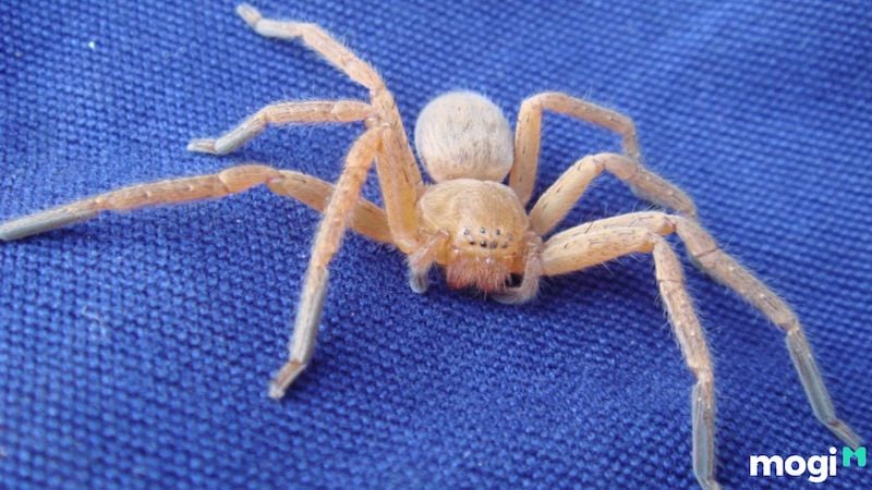 nhện bò vào nhà