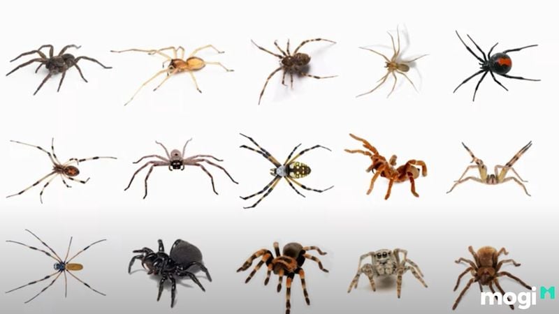 nhện bò vào nhà