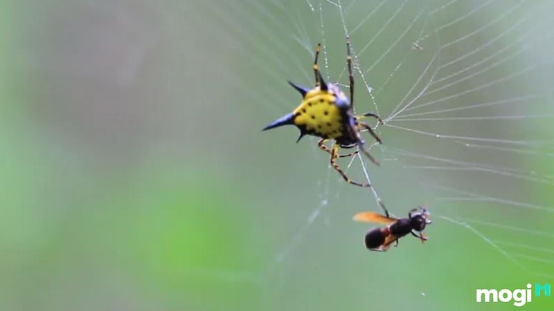 nhện bò vào nhà