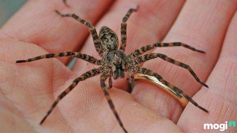 nhện bò vào nhà