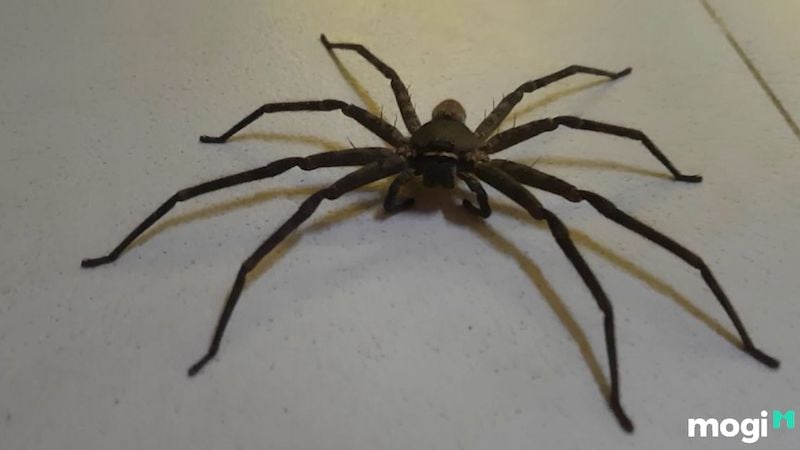 nhện bò vào nhà