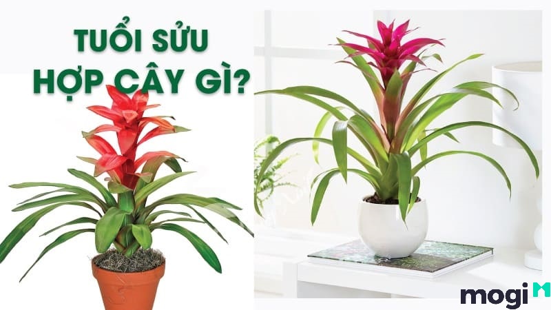 sửu là con gì
