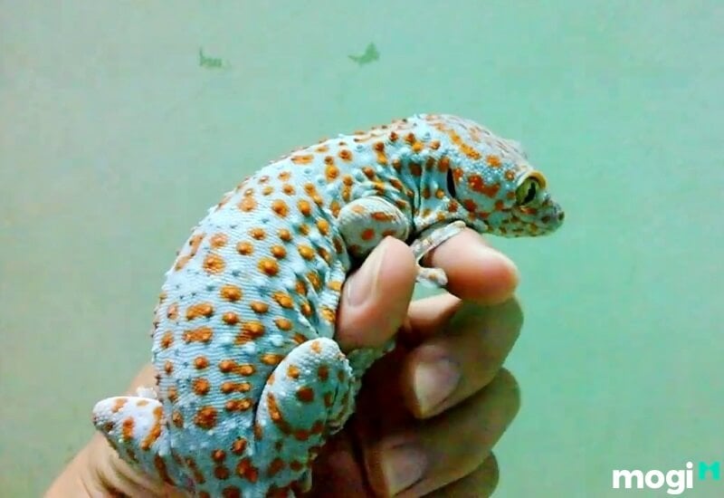 Tắc Kè Vào Nhà Là Điềm Tốt Hay Xấu? Nên Làm Gì Khi Tắc Kè Vô Nhà? 7 Tắc kè hoa vào nhà