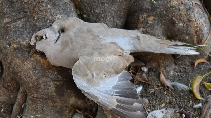Một số mẹo dân gian trừ tà