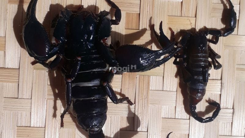 Điềm báo bò cạp đen bò vào nhà ban ngày