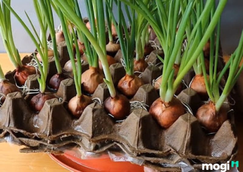  Cách trồng hành lá trong vỉ đựng trứng