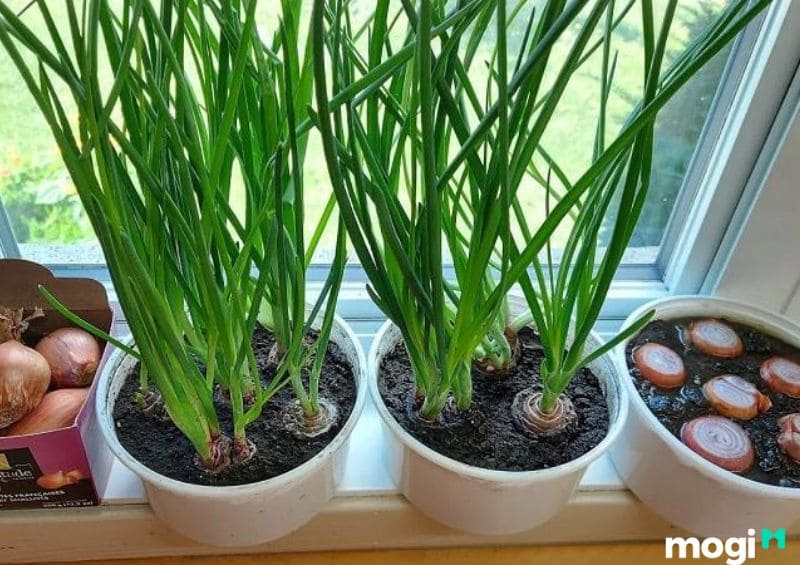  Cách trồng hành lá trong chậu đất