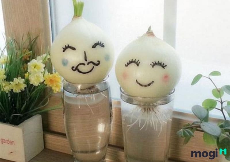 Cách trồng hành lá thủy canh bằng củ hành
