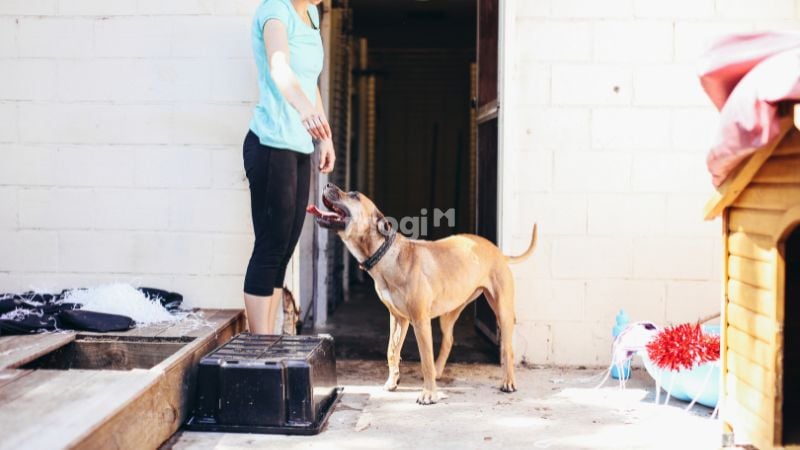 Giải mã điềm báo chó lạ vào nhà theo thời điểm