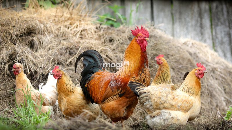 Loài gà và quan niệm phong thuỷ
