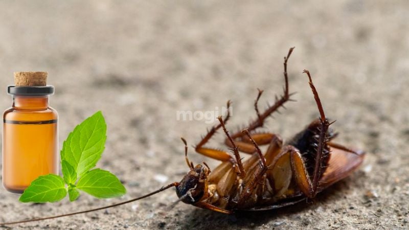 Đuổi gián bằng phương pháp tự nhiên