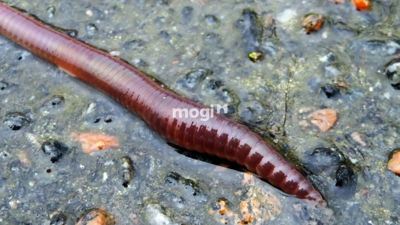 giun đất bò vào nhà là hiện tượng bình thường