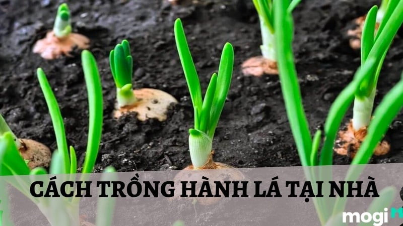 7 Cách Trồng Hành Lá Tại Nhà Đơn Giản Mà Bạn Nên Thử Ngay Hôm Nay