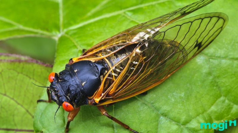 Ve sầu bay vào nhà ban đêm báo hiệu điều gì? Tốt hay xấu?