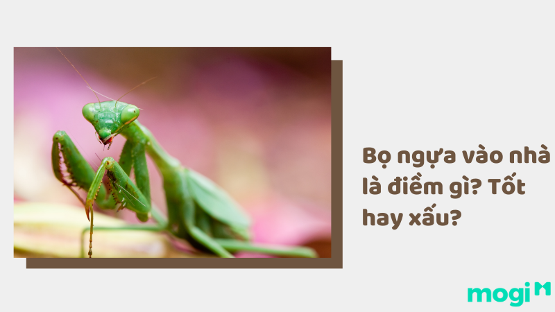 Bọ ngựa vào nhà là điềm gì? Tốt hay xấu?