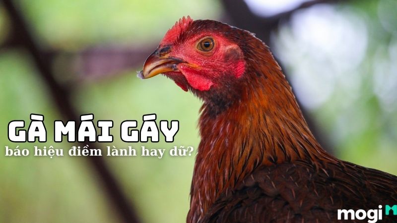 Gà mái gáy là điềm gì? Tốt hay xấu? Giải mã chi tiết và dễ hiểu nhất