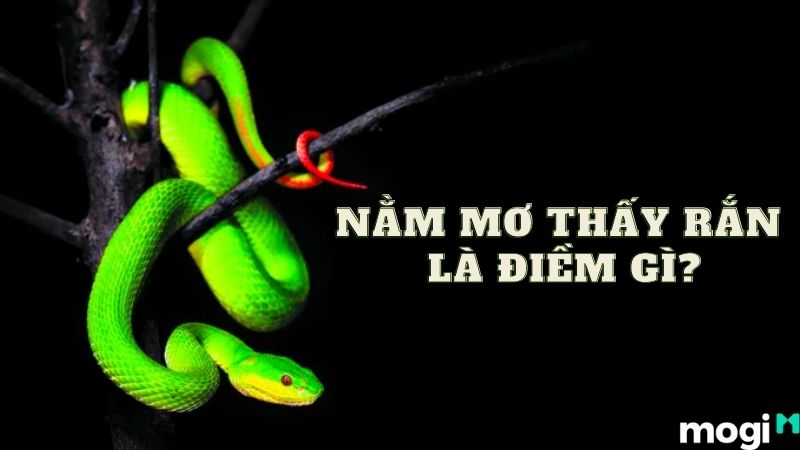 Nằm Mơ Thấy Rắn Là Điềm Lành Hay Dữ? Liên Quan Đến Những Số Nào?